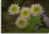 Flowers-doepics-a-47