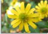 Flowers-doepics-a-48