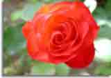 Flowers-doepics-a-49