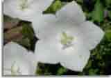 Flowers-doepics-a-50