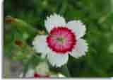 Flowers-doepics-a-51
