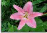Flowers-doepics-a-54