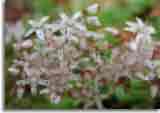 Flowers-doepics-a-56