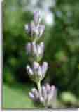 Flowers-doepics-a-57