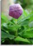 Flowers-doepics-a-66