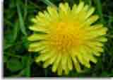 Flowers-doepics-a-67