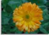 Flowers-doepics-a-69