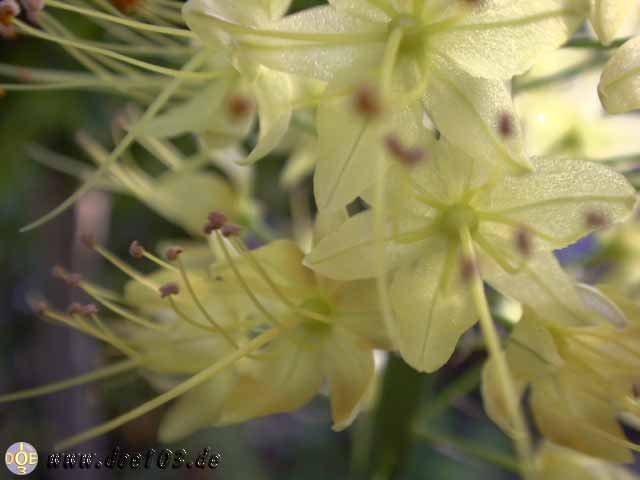Makro-doepics-a-04