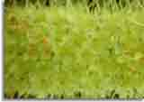 Makro-doepics-a-07