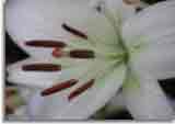 Makro-doepics-a-53