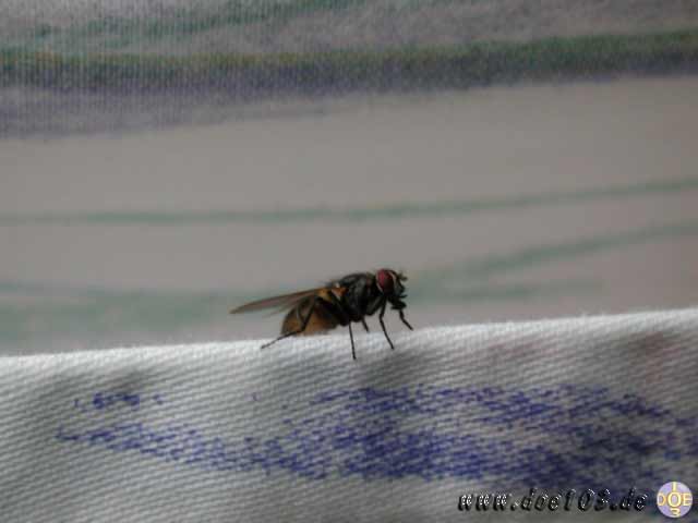 Natur-doepics-a-08