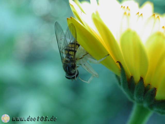 Natur-doepics-a-13 Wer macht hier wen fertig und wer hat Info ber diesen Spiderman ? Bitte mailen ;-)