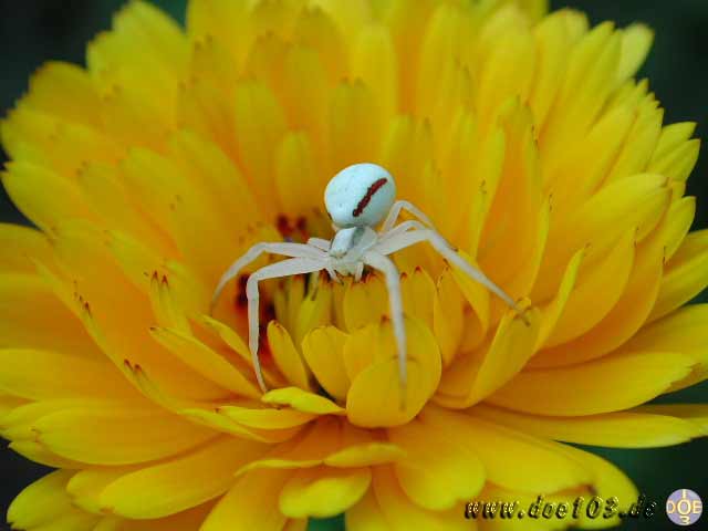 Natur-doepics-a-14 Wer hat Info ber diesen Spiderman ? Bitte mailen ;-)