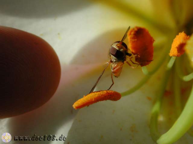 Natur-doepics-a-25