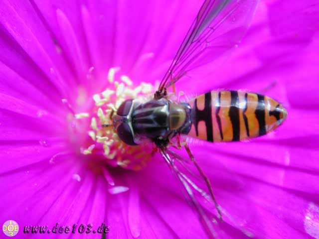 Natur-doepics-a-29