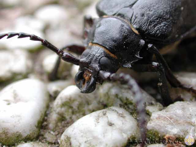 Natur-doepics-a-33