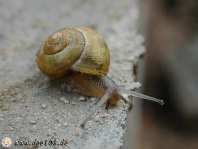 Natur-doepics-a-39