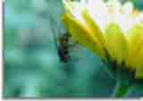 Natur-doepics-a-13 Wer macht hier wen fertig ?