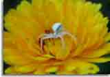 Natur-doepics-a-14 Wer hat Info ber diesen Spiderman ? Bitte mailen ;-)