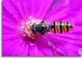 Natur-doepics-a-29