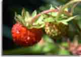 Natur-doepics-a-44