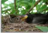 Natur-doepics-a-59