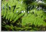 Natur-doepics-a-74