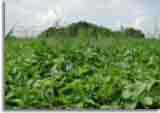 Natur-doepics-a-79