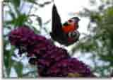 Natur-doepics-a-82